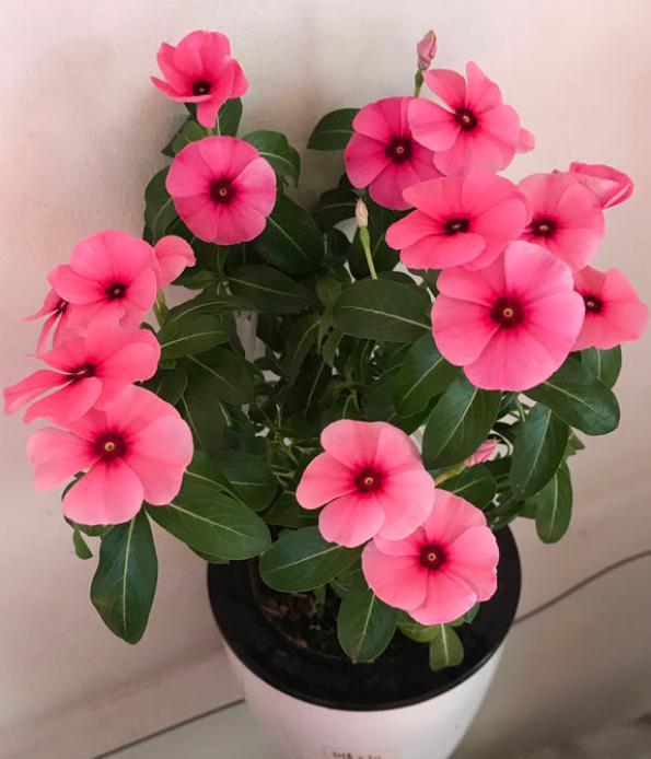 9月份长春花怎么养爆盆,长春花怎样才能让它开花爆盆