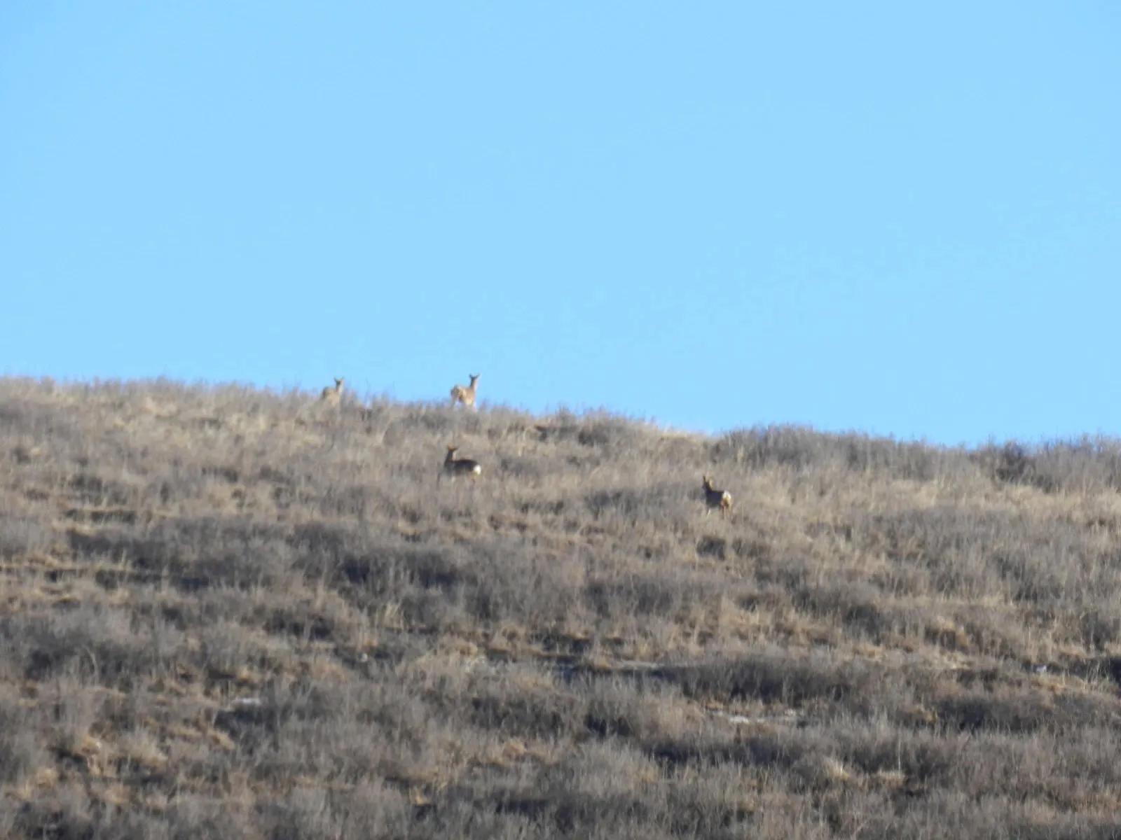 在山里迷路遇到狐狸,在山里迷路遇到了好漂亮的小姑娘
