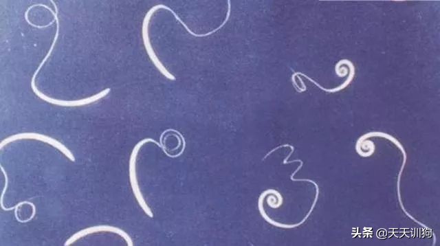 狗狗有虫子的症状表现,狗狗肚子里有虫子会有哪些表现