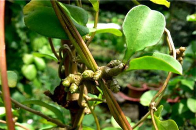 田七苗期病害,田七种植技术和产量