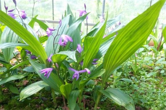 白芨出售时怎样分类,这段时间收购的白芨有哪些