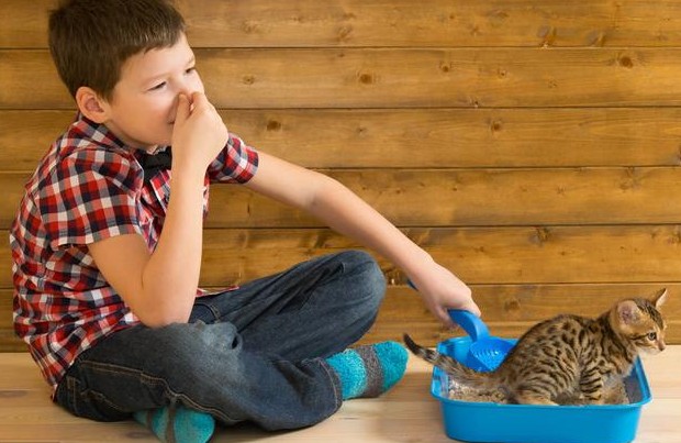 猫咪尿液很臭是怎么回事,猫咪的尿最近变得很臭