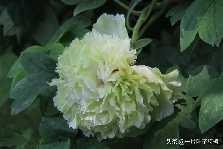 红花配绿叶才更显花的妩媚和娇贵,红花配绿叶什么花没有绿叶