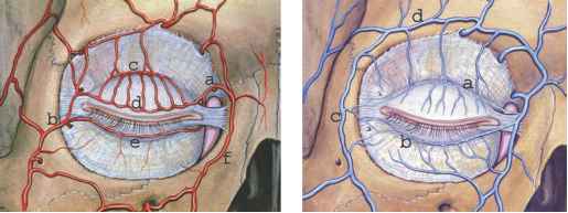 宝宝眼睛一圈黑眼圈是怎么回事,宝宝眼下黑眼圈很重是什么原因