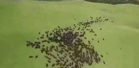 牧羊犬驱赶狼的视频,边境牧羊犬驱赶羊群震撼时刻