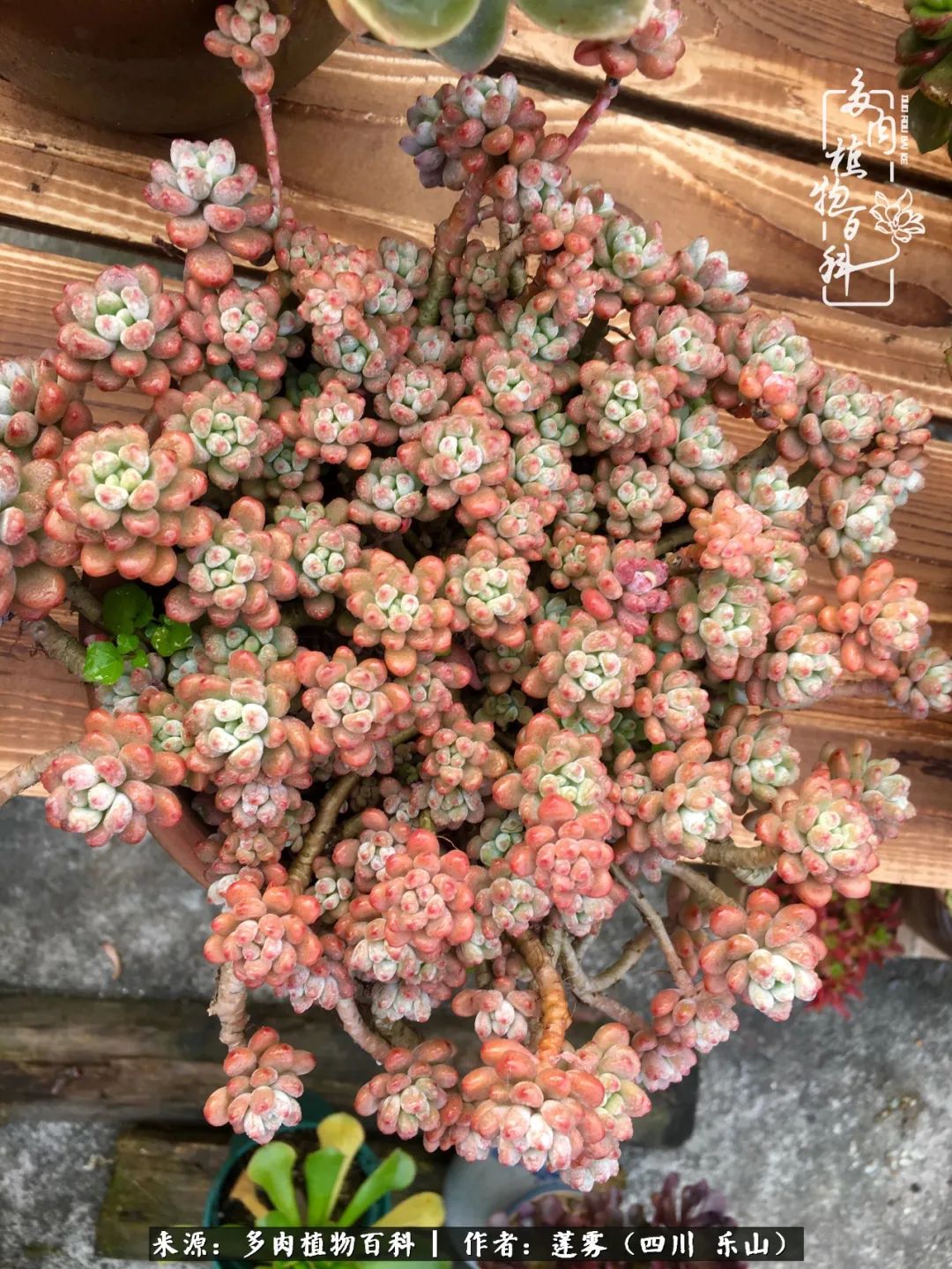 治愈系多肉精灵,初冬携一抹暖阳与多肉相伴