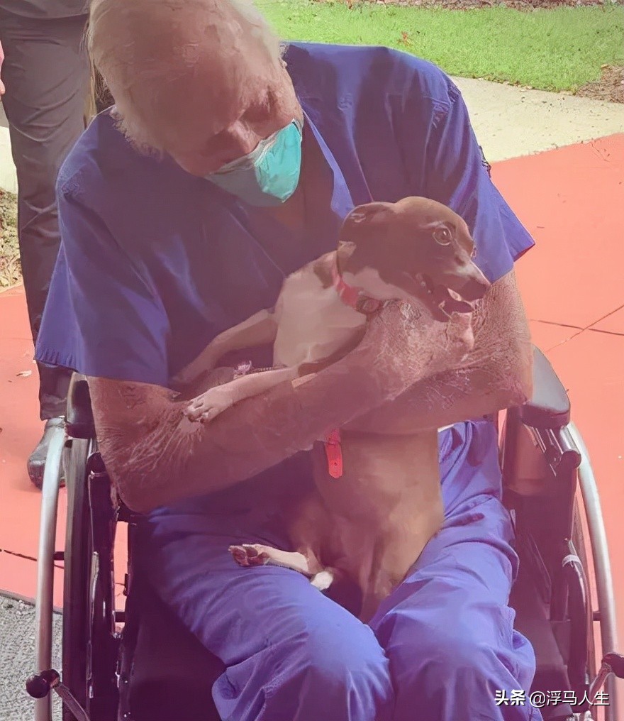 吉娃娃摔了一跤假死,吉娃娃晕倒了