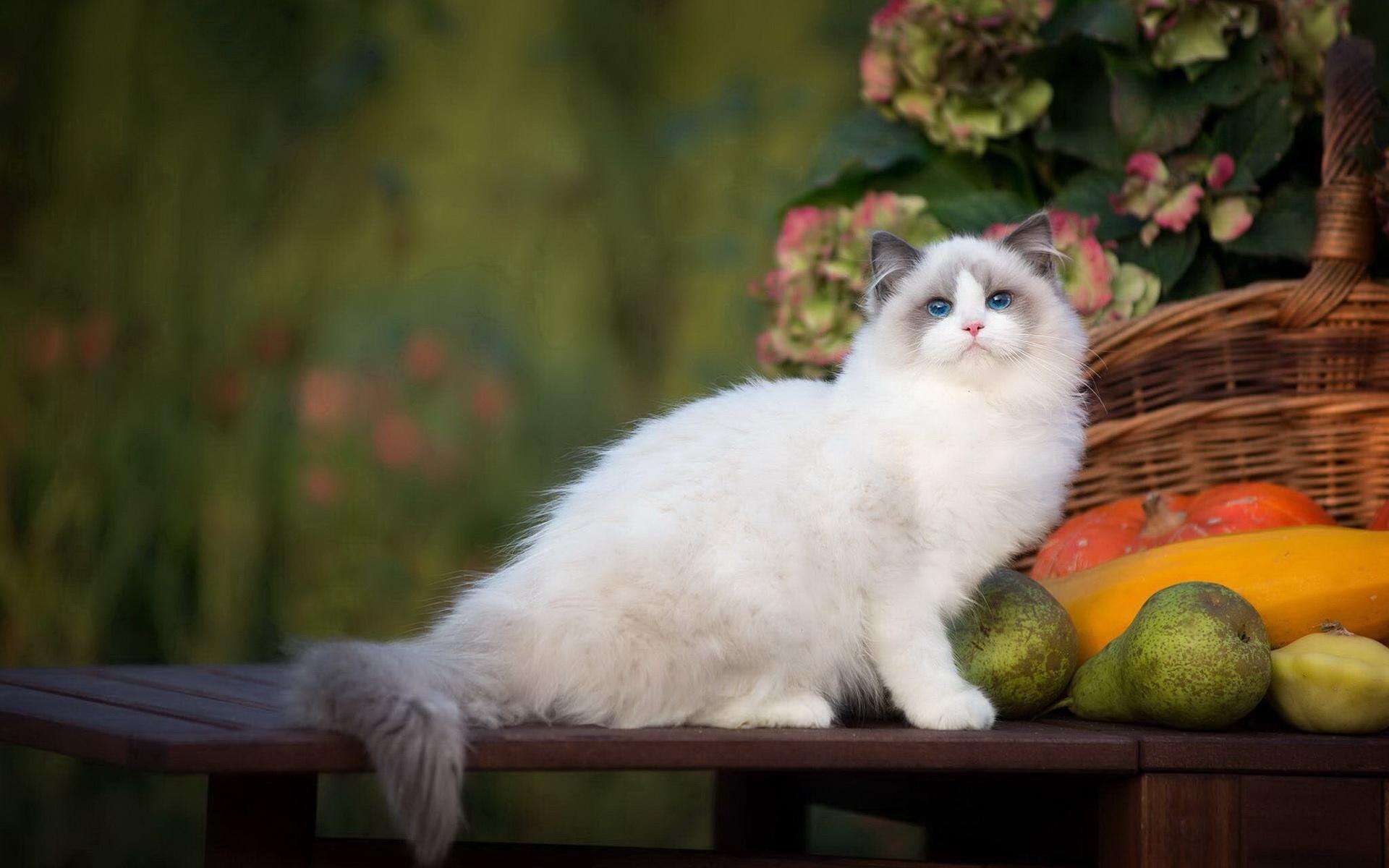 年度最受欢迎的十大猫咪品种,家养宠物推荐寿命长的品种猫咪