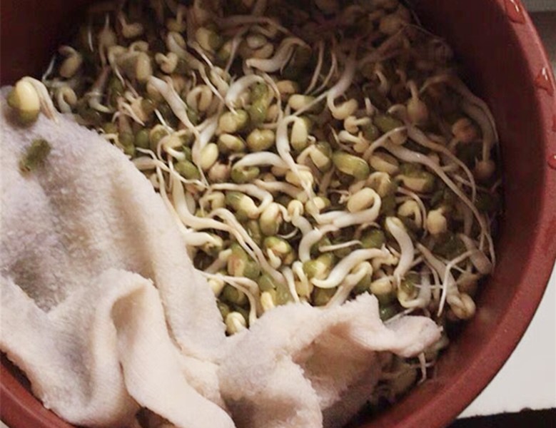 零添加豆芽种植方法,想吃豆芽在家发