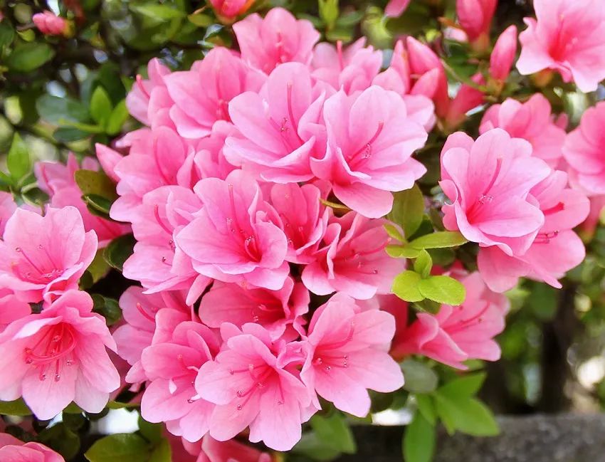 笑谈种树的艺术——看园林专业的魅力