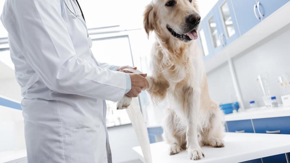 狗狗咳嗽感觉喉咙有痰怎么回事啊,狗狗像有痰咳嗽