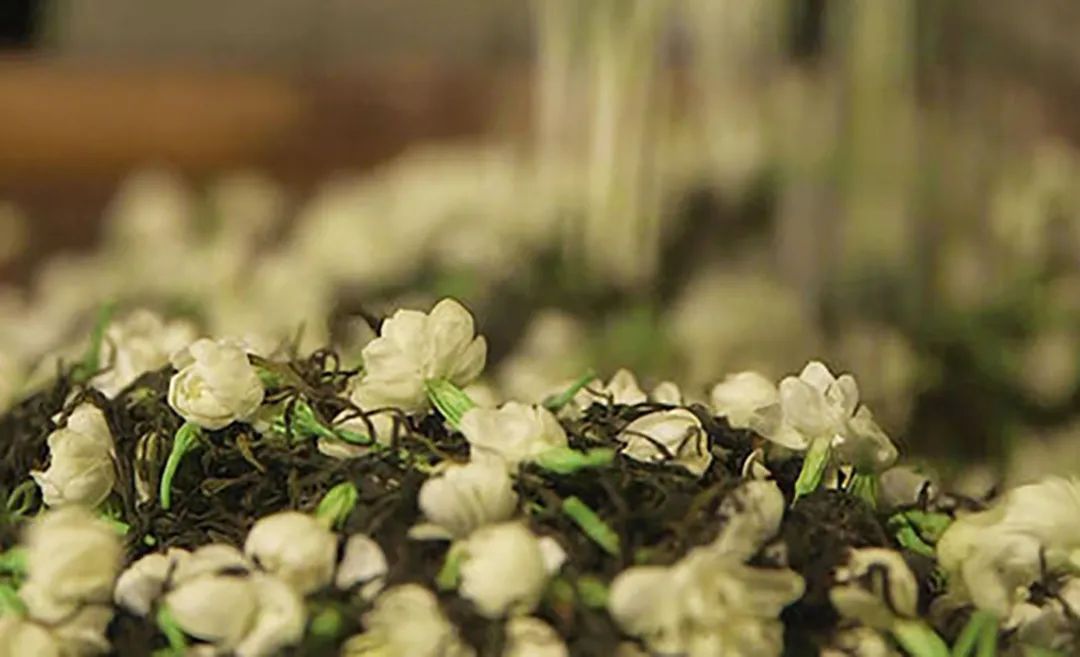 最香的茶茉莉花茶,适合秋冬喝的茉莉花茶