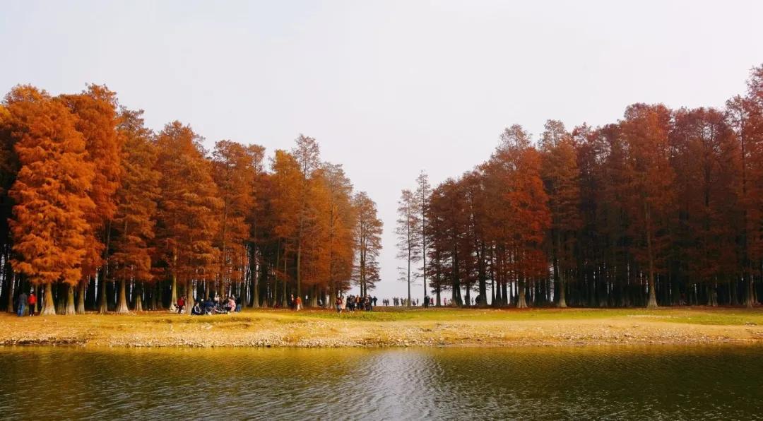 银杏古道自驾游攻略,江浙沪绝美古道苏州