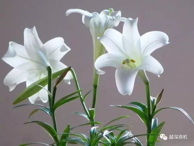 中国各大城市市花介绍,全国56市市花太美了的视频