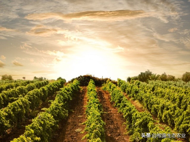 投资乡村旅游国家有什么政策,乡村旅游政策扶持项目要多大规模