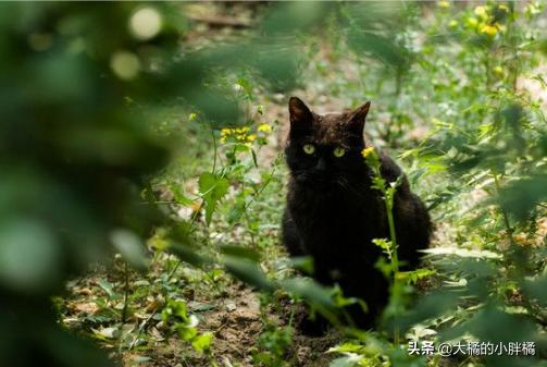 猫咪失踪20年后再次找到猫,爱猫走失11年再见到主人时