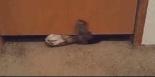 为测量猫咪体积，一网友对自家主子出手了，却完美证明喵是液体的