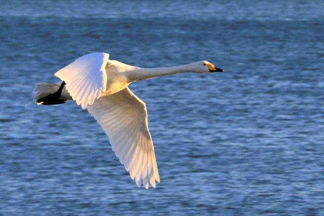 从宿州出发与天鹅相约