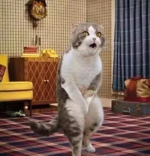 母猫发情期怎么办？铲屎官们可以这样解决，快来看看吧