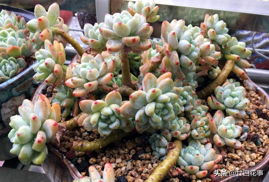 哪些多肉冬季怕冻,什么多肉抗冷耐寒好养