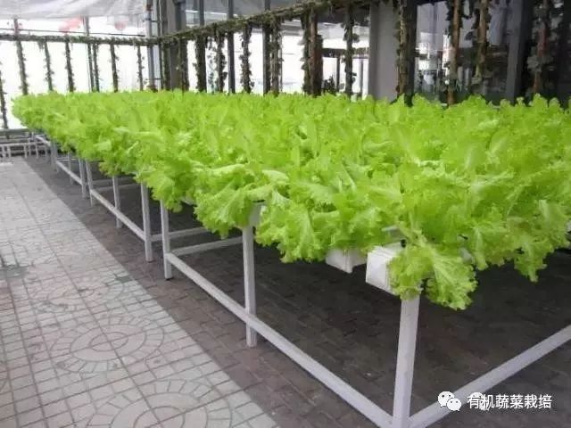 无土栽培技术科普知识大全,无土栽培的优点大家可以了解一下