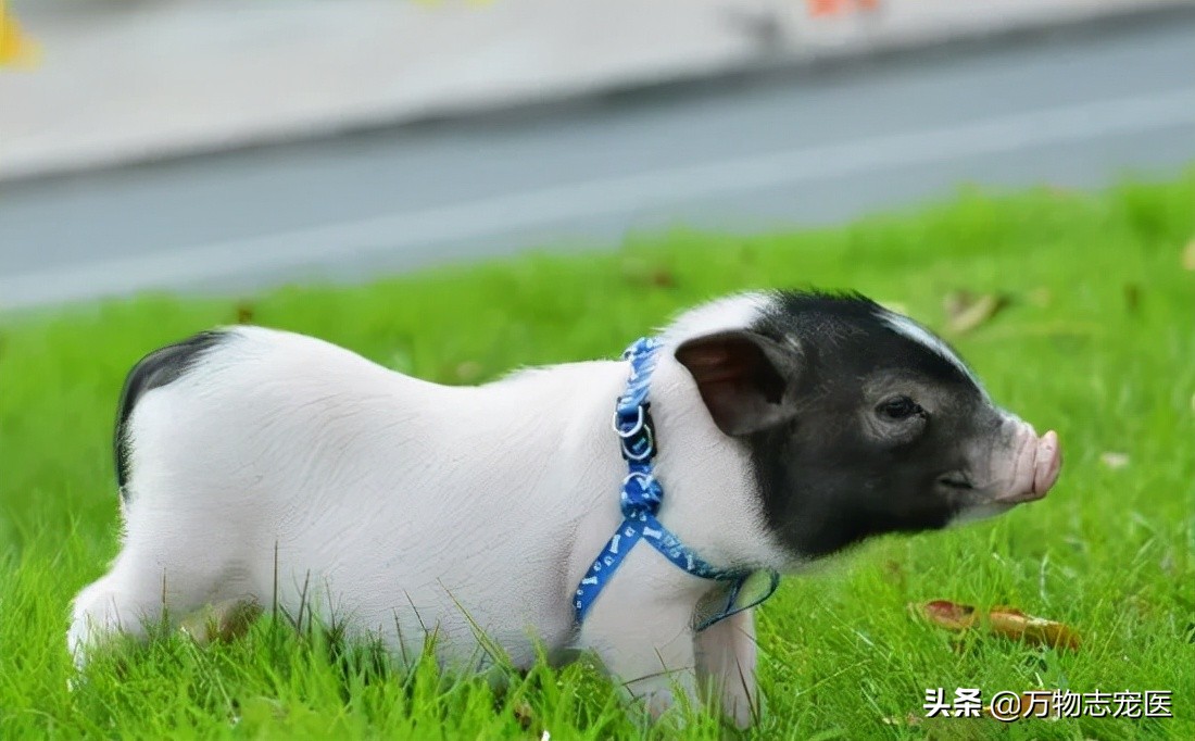 养猫养狗的乐趣,养猪养狗养猫养兔