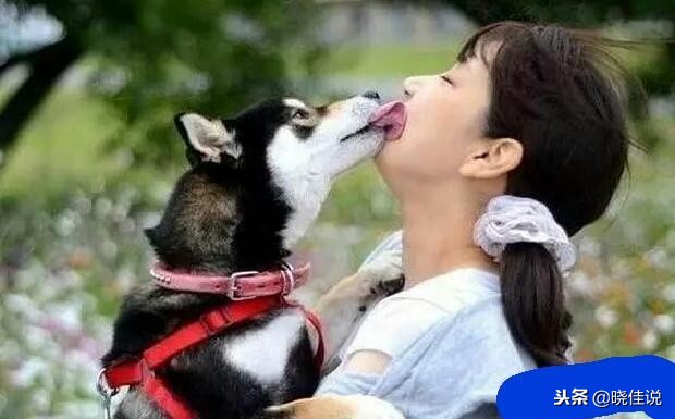 狗狗舔人是喜欢还是讨厌你,狗狗舔人的手说明什么