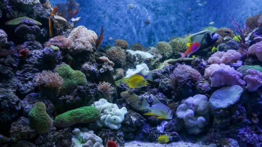 小梅沙海洋公园海底世界开放了吗,小梅沙海洋公园海底世界