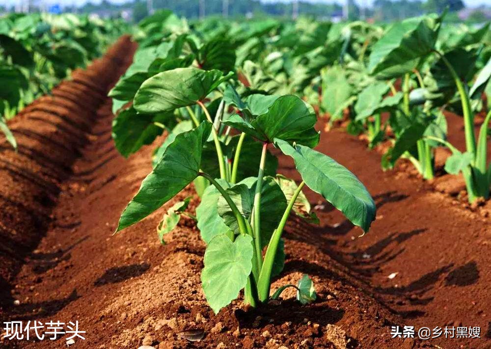 芋头来自哪里,芋头源头