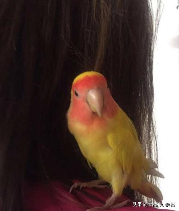 鹦鹉有病怎么救活,鹦鹉常见的致命疾病