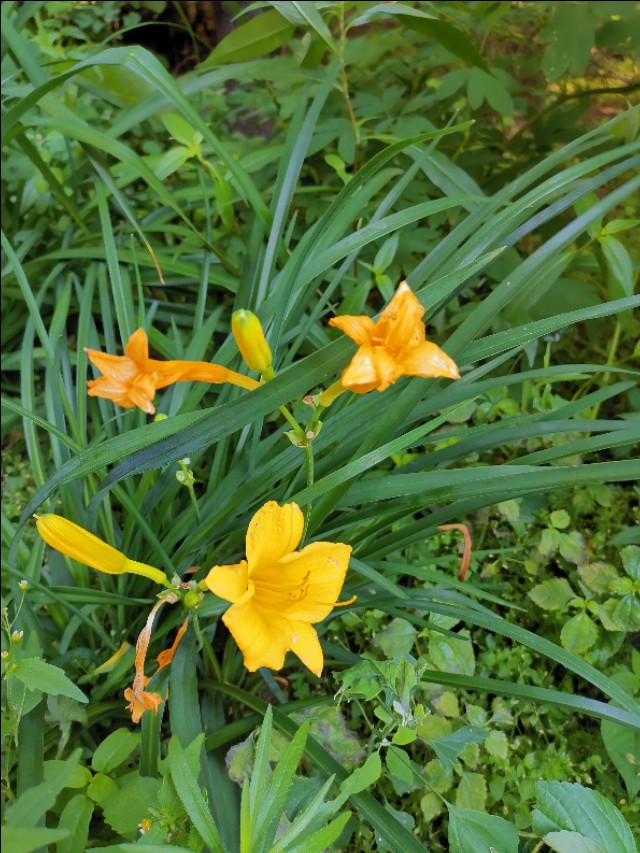 鍚夋灄鐪佽緣鍗楀幙渚挎皯鐢佃瘽,杈夊崡渚挎皯淇℃伅