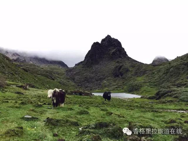 香格里拉除了景点还有好玩的地方,丽江去香格里拉路途中有什么景点