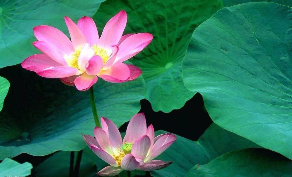 巧妙解读逍遥游,逍遥游深度解读