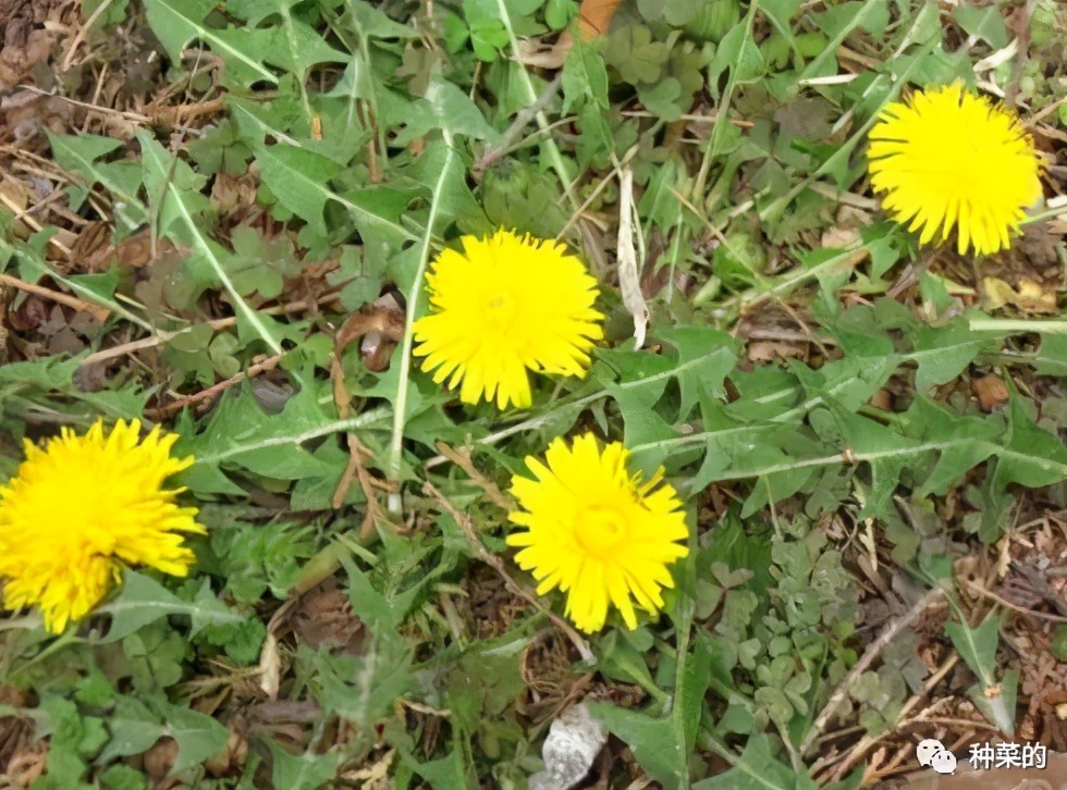 蒲公英最好看的品种是哪种,蒲公英很多品种
