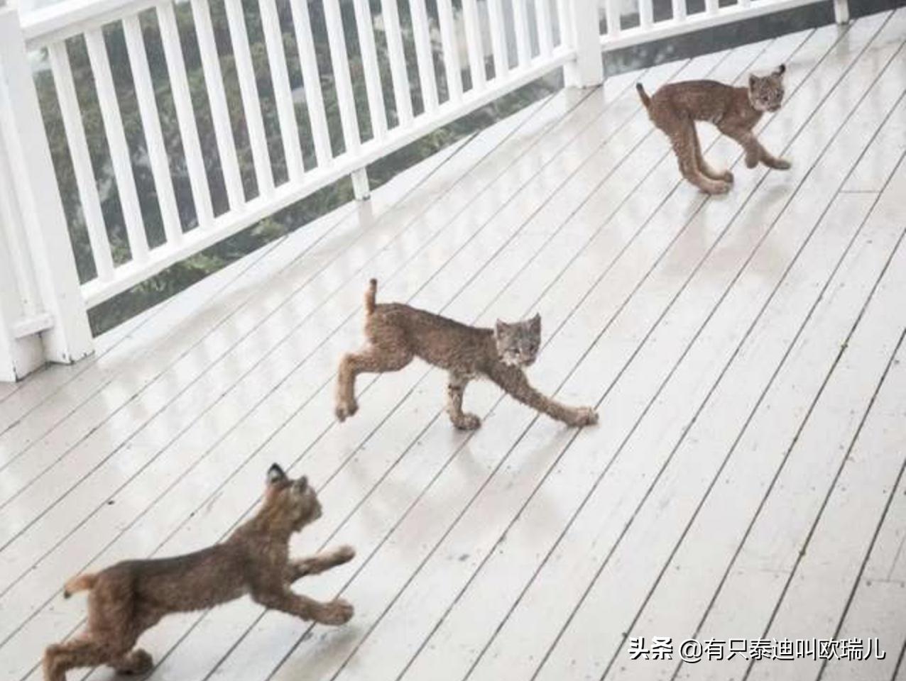 外面传来咚咚声把他吵醒，起床查看：家门口被它们占领了！