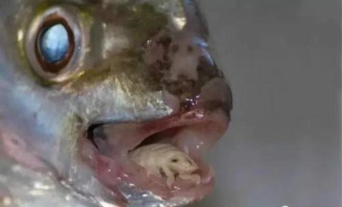 曾标榜健康的进口海鲜，幕后养殖曝光，堪比垃圾食品（菲李漫画）