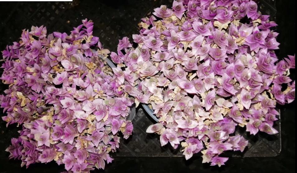 多肉养出状态来有多美?这102种多肉控养上色之后美呆了