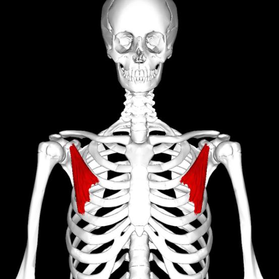 练胸伤肩怎么办,练胸怎么避免肩膀痛