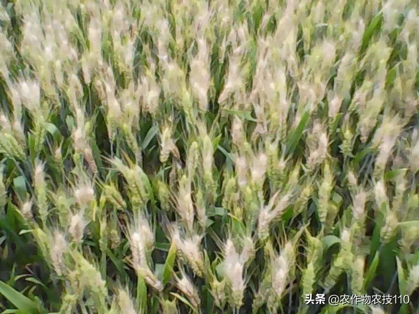 赤霉病在麦粒上的表现,小麦赤霉病麦粒什么样
