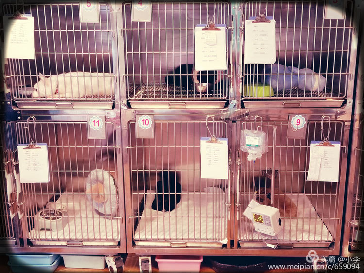 珠海宠物免费治疗,珠海哪里有宠物美容学校