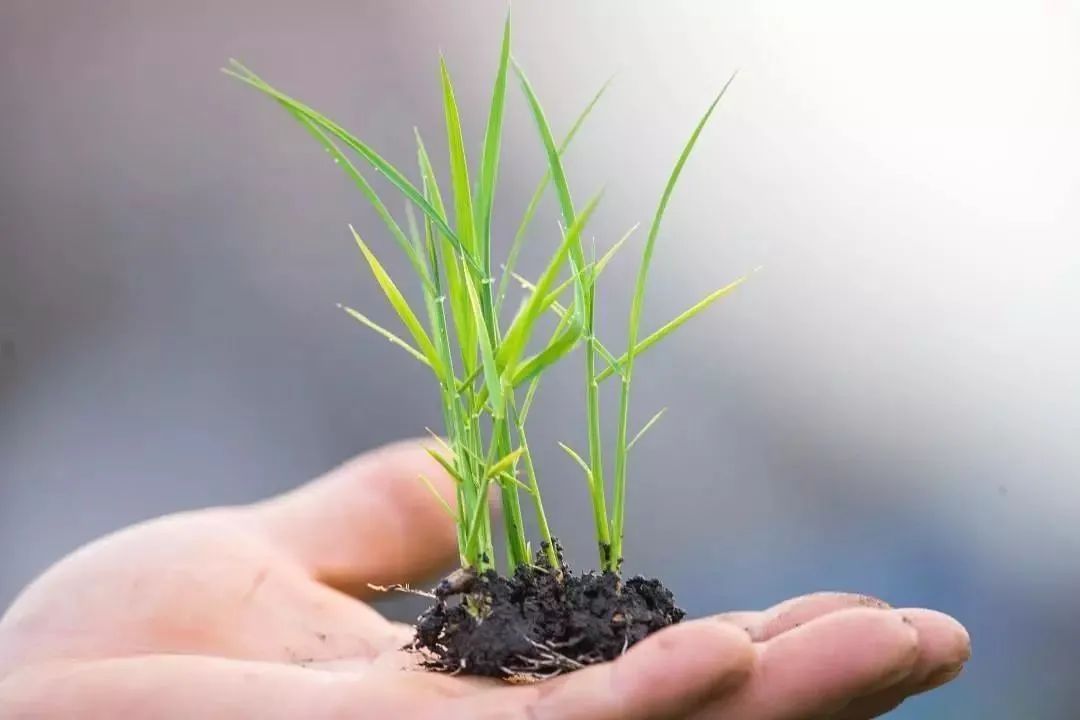 “大米熟了”，不是锅里煮的，而是阳台上栽的，一起来采摘吧