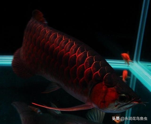 红龙鱼发色所需要的条件