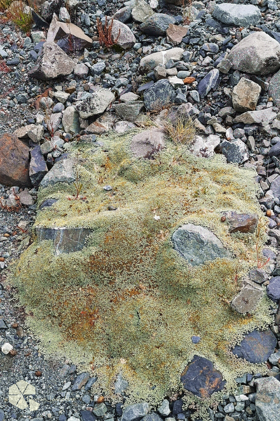 新西兰南岛一日游,新西兰南岛旅游地图