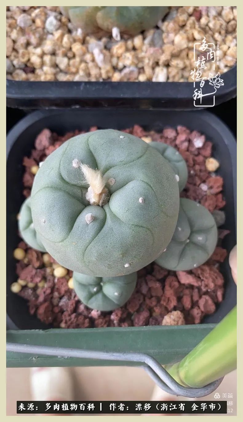 仙人球开花并散发着香味,仙人球花盛开吐露芬芳