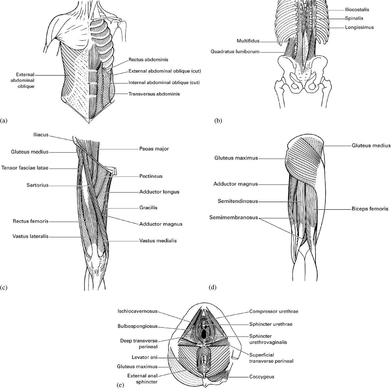 普拉提动力链,普拉提动力动作