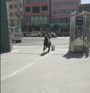 外卖龙虾段子搞笑,外卖的虾是不是都是冻虾