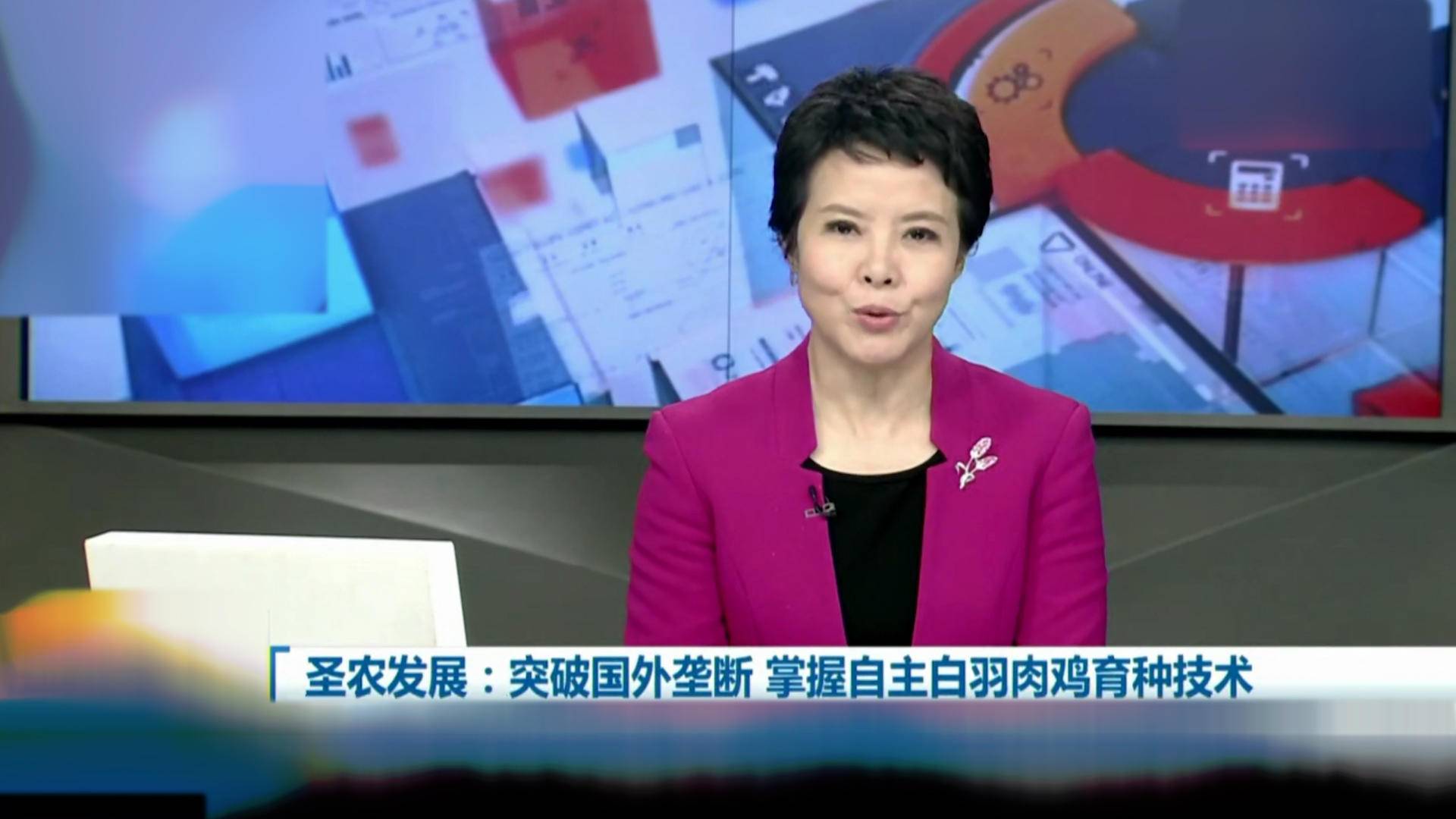 速生鸡与白羽鸡是什么,白羽鸡养殖技术和方法图解