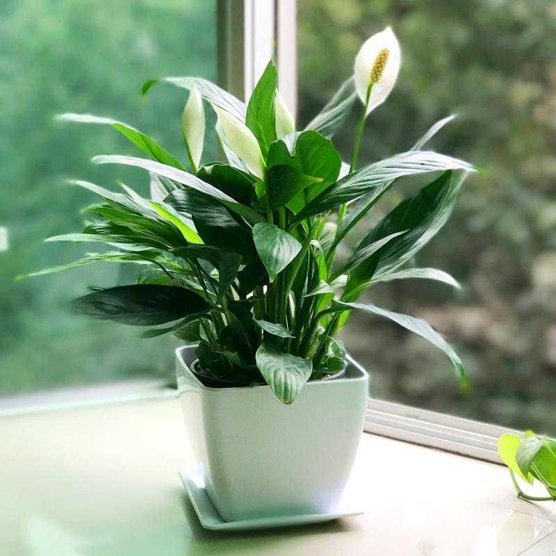 什么花适合室内养不需要阳光,阴冷的花