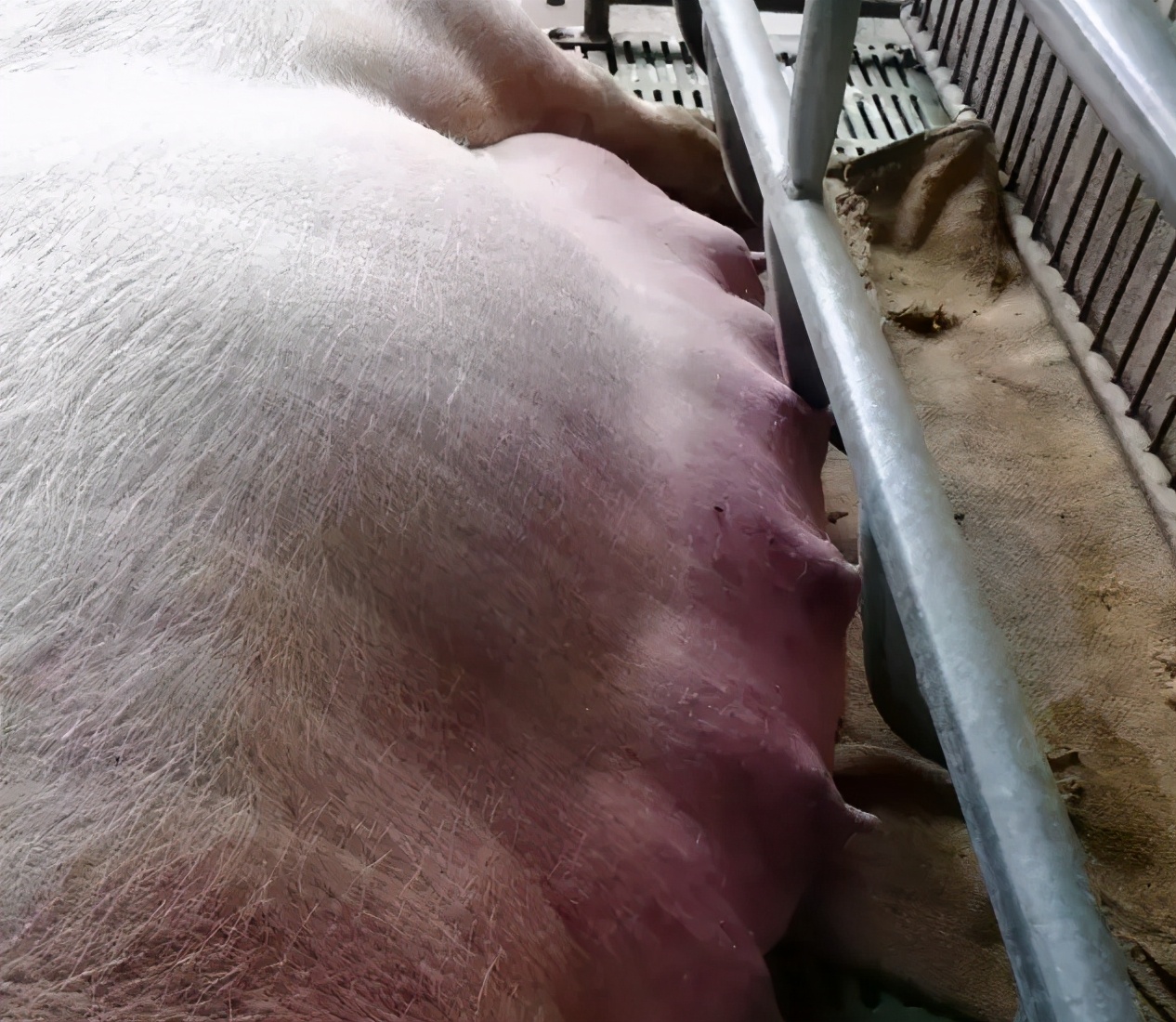 猪打疫苗过敏怎么办,养猪时猪感冒了怎么打针