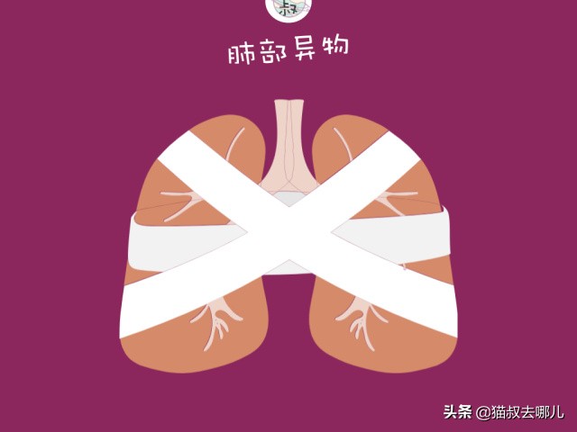 养猫攻略视频,养猫攻略文字版